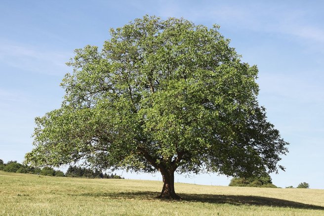 black-walnut-tree-2-wdp